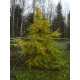 Euroopanvalkopyökki (Carpinus betulus)